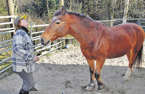 Feierte einen aussergewöhnlichen runden Geburtstag: Die 30-jährige «Diva» von Verena Leuenberger lebt auf dem Bottenwiler Krätzer-Hof. (Bild: aw.)
