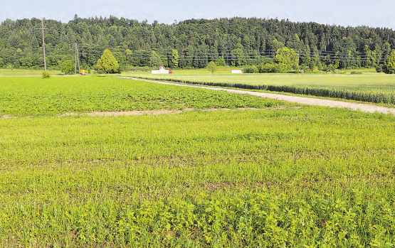 Bleibt sie grün, oder wird sie besiedelt? Zwischen Gemeinderat, Regierungsrat und Landschaftsschützern herrscht derzeit ein munteres Seilziehen. (Bild: rc.)