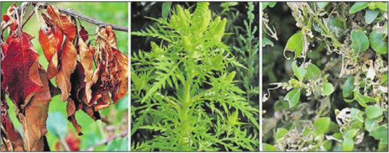 Feuerbrand, Ambrosia, vom Zünsler befallener Buchsbaum. Diese Pflanzen gehören in den Kehricht, nicht ins Grüngut! (Bilder: zVg.)