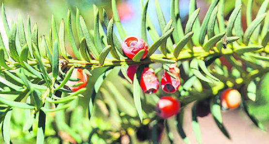 Eiben sind stark giftig. Die toxische Wirkung der enthaltenen Giftstoffe kann sowohl bei Menschen als auch bei Tieren zum Tode führen.