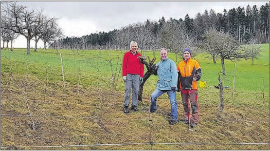 In der Obstplantage von Fritz Walti in der Stalten Dürrenäsch kann der Neuntöter seit einigen Jahren beobachtet werden. (Bild: Marco Stadler)