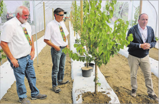 Ende August 2018 waren Folientunnel für sie noch in Ordnung (v.l.): Die beiden Obstproduzenten Robert Siegrist und Urs Baur, zusammen mit Regierungsrat Dr. Markus Dieth, der soeben einen Aprikosenbaum gepflanzt hat. (Bild: Remo Conoci)