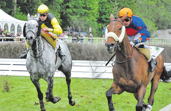Lieferten sich bis zum Schluss ein spannendes Duell im Jagdrennen über 3600m: Schimmel Shannon Royal mit dem Oberkulmer Michael Huber (l.) im Sattel und Perfect Swing mit Anthony Lecordier. (Bilder: aw.)